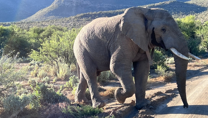 Elephant